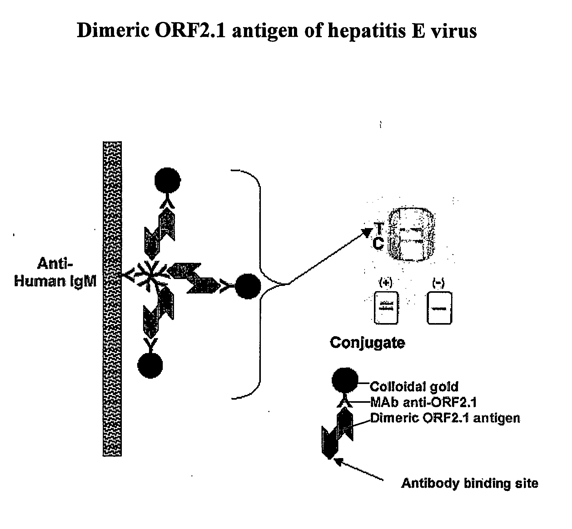 Binding Assay Components