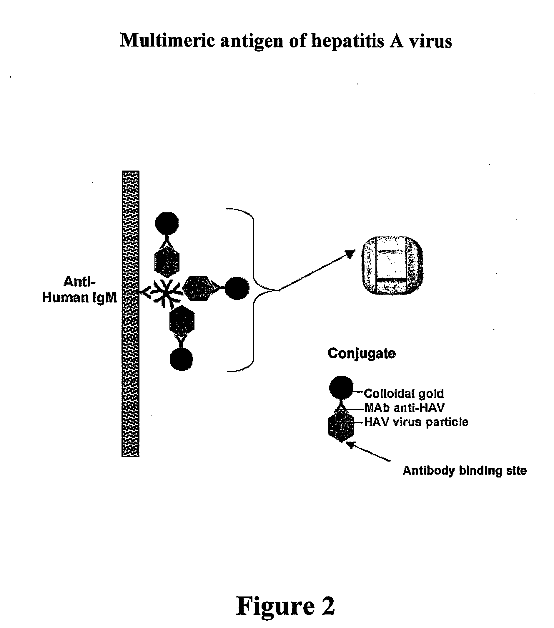 Binding Assay Components