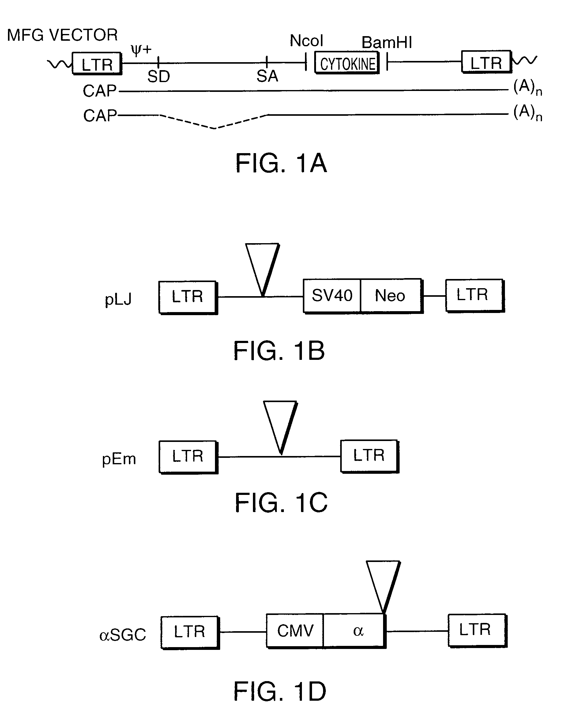 Cancer-associated antigens and methods of their identification and use