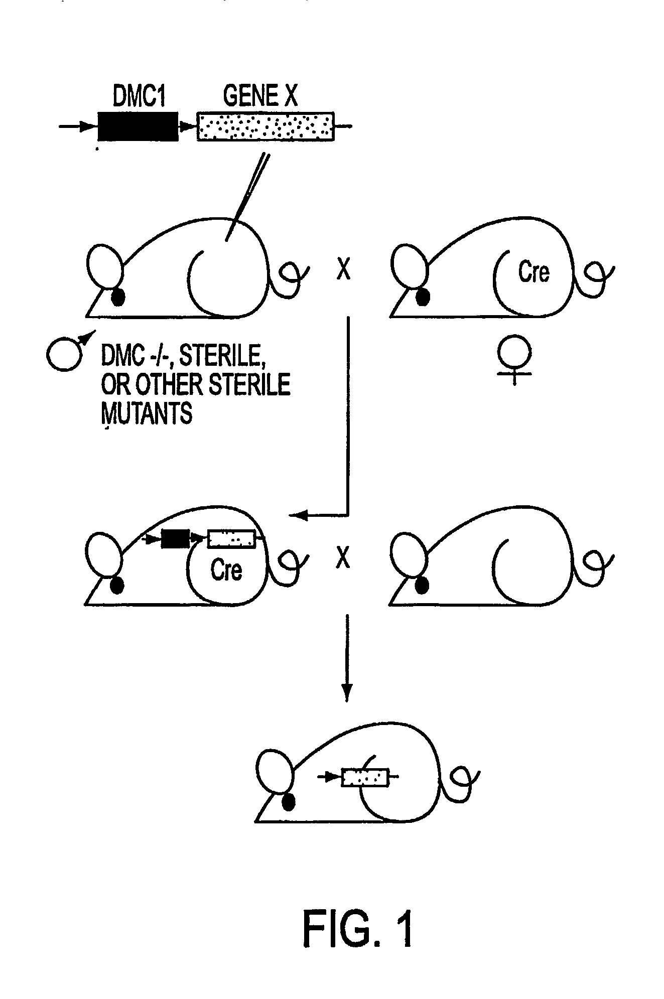 Generation of transgenic mice by transgene-mediated rescue of spermatogenesis