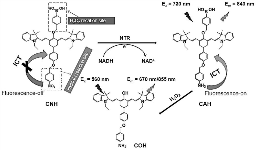 Fluorescent molecular probe for near-infrared photodynamic linkage detection of nitroreductase and hydrogen peroxide as well as preparation method and application of fluorescent molecular probe