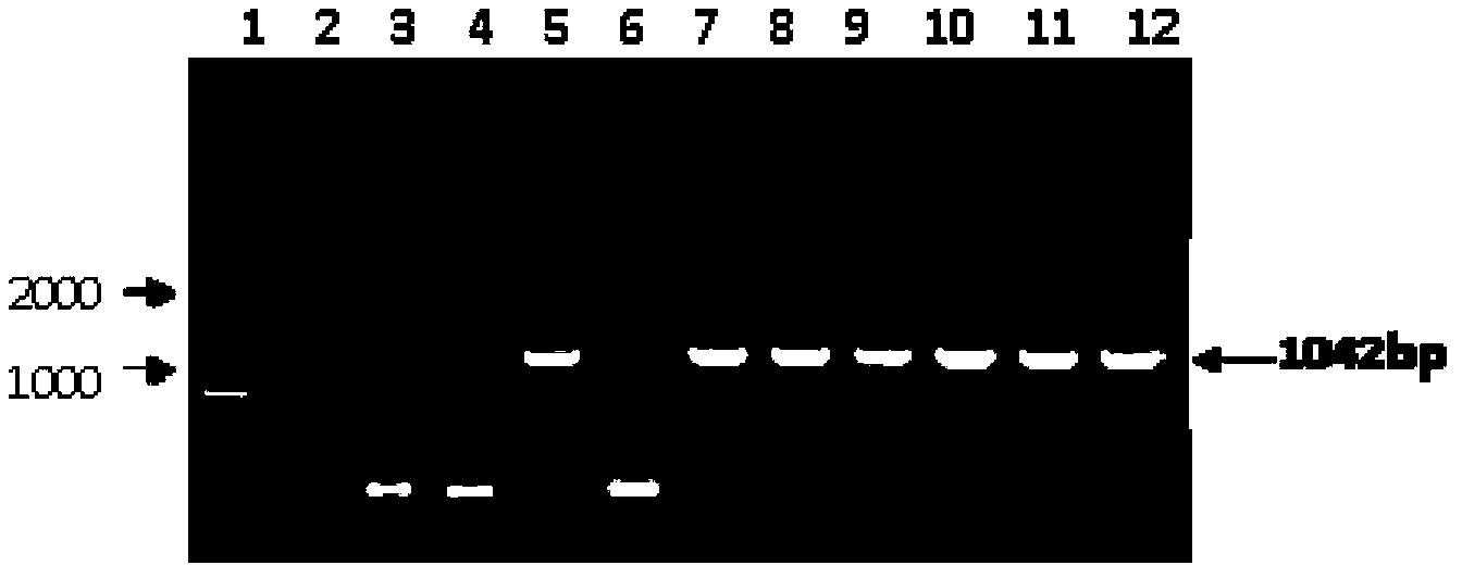 Ultra-binary vector as well as construction method and application thereof