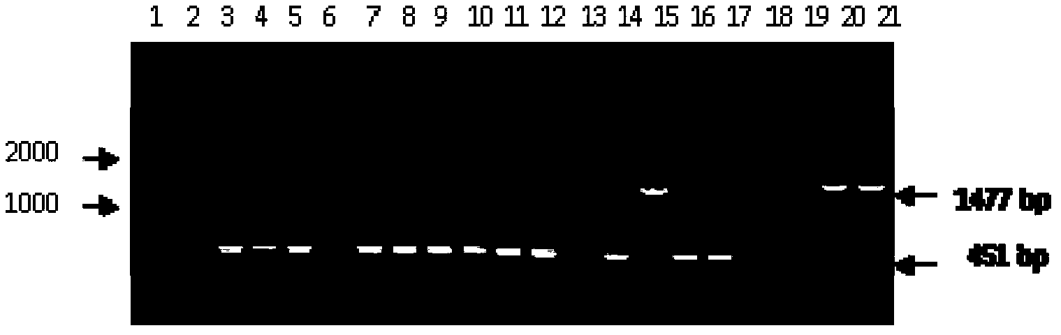 Ultra-binary vector as well as construction method and application thereof