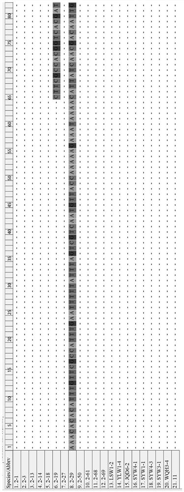 Primer pair for microalgae identification and application thereof