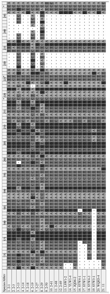 Primer pair for microalgae identification and application thereof