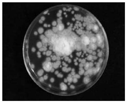 A strain of Penicillium purpurea capable of poisoning and killing plant parasitic nematodes and its preparation method and application