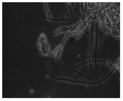 A strain of Penicillium purpurea capable of poisoning and killing plant parasitic nematodes and its preparation method and application