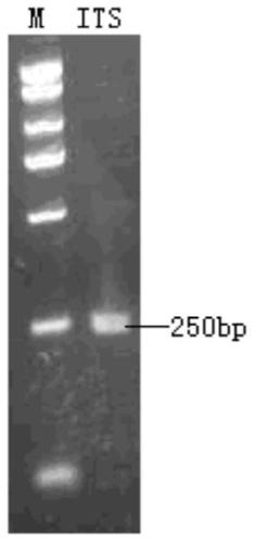 A strain of Penicillium purpurea capable of poisoning and killing plant parasitic nematodes and its preparation method and application