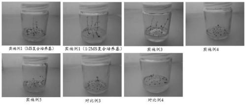 Treatment method for improving tissue culture germination of rhodomyrtus tomentosa seeds and reducing pollution rate