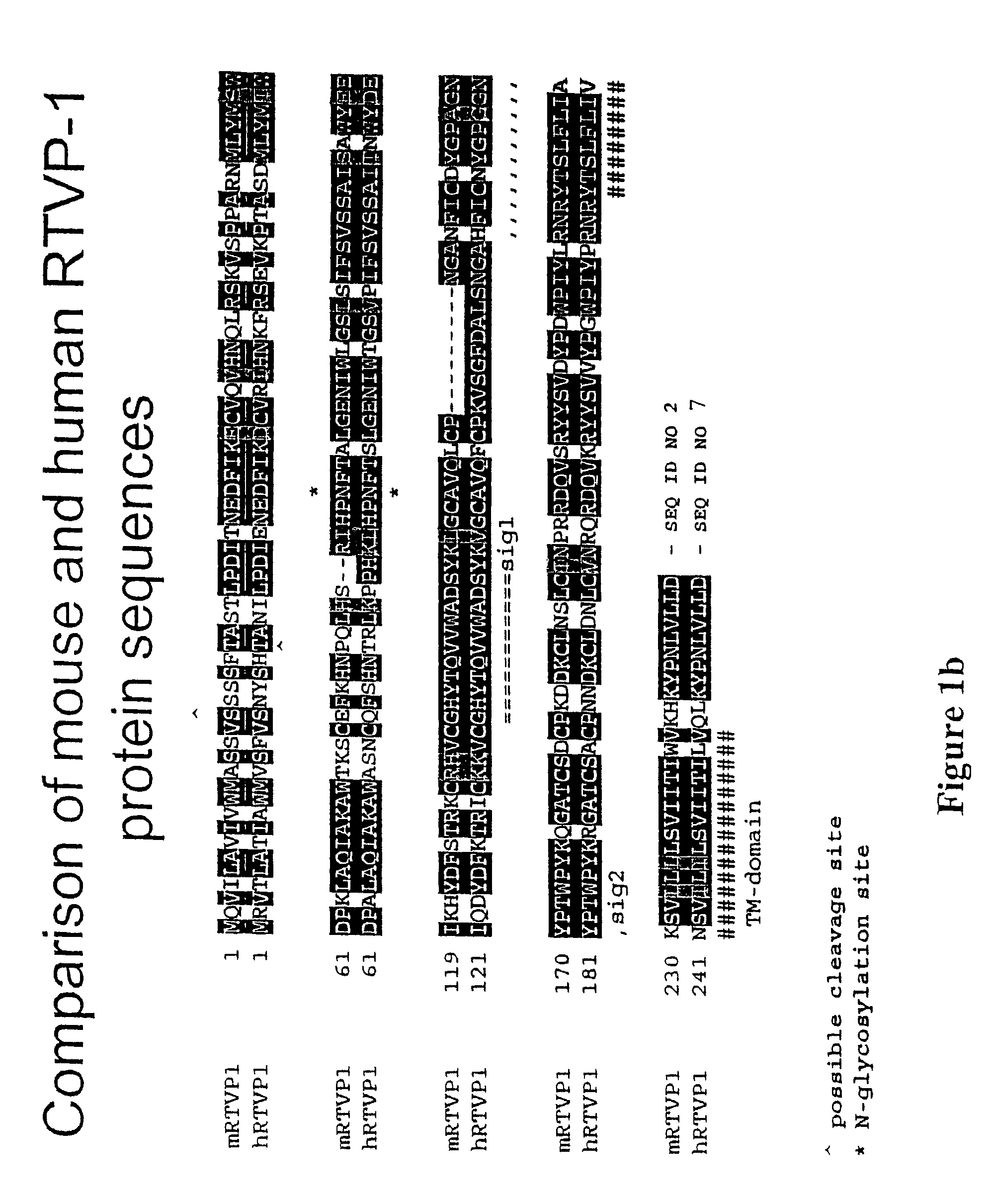 RTVP based compositions and methods for the treatment of prostate cancer