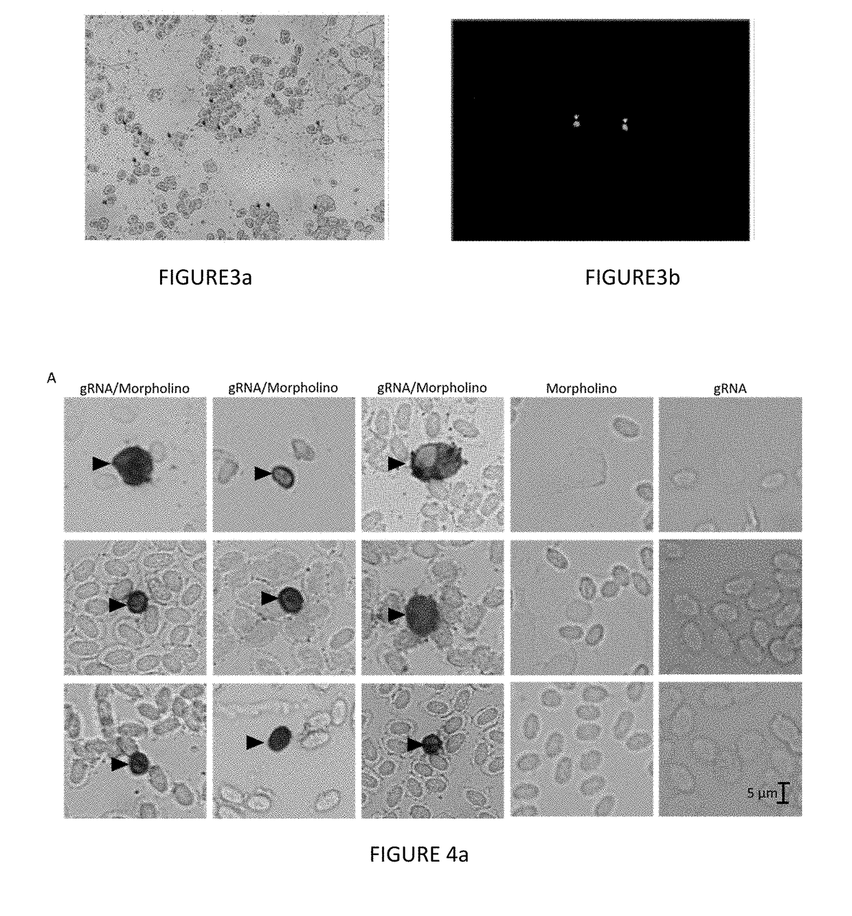 Piggyback Delivery of CRISPR/CAS9 RNA into Zebrafish Blood Cells