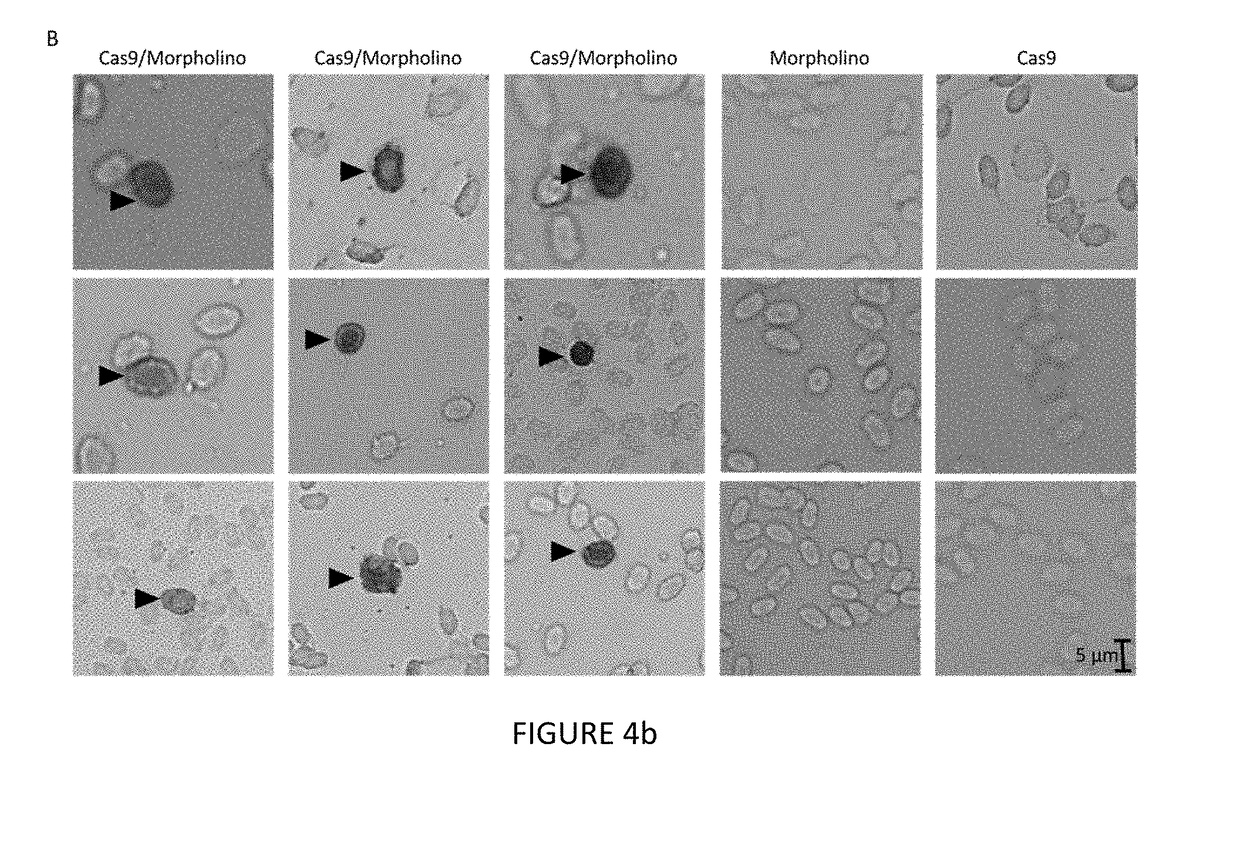 Piggyback Delivery of CRISPR/CAS9 RNA into Zebrafish Blood Cells