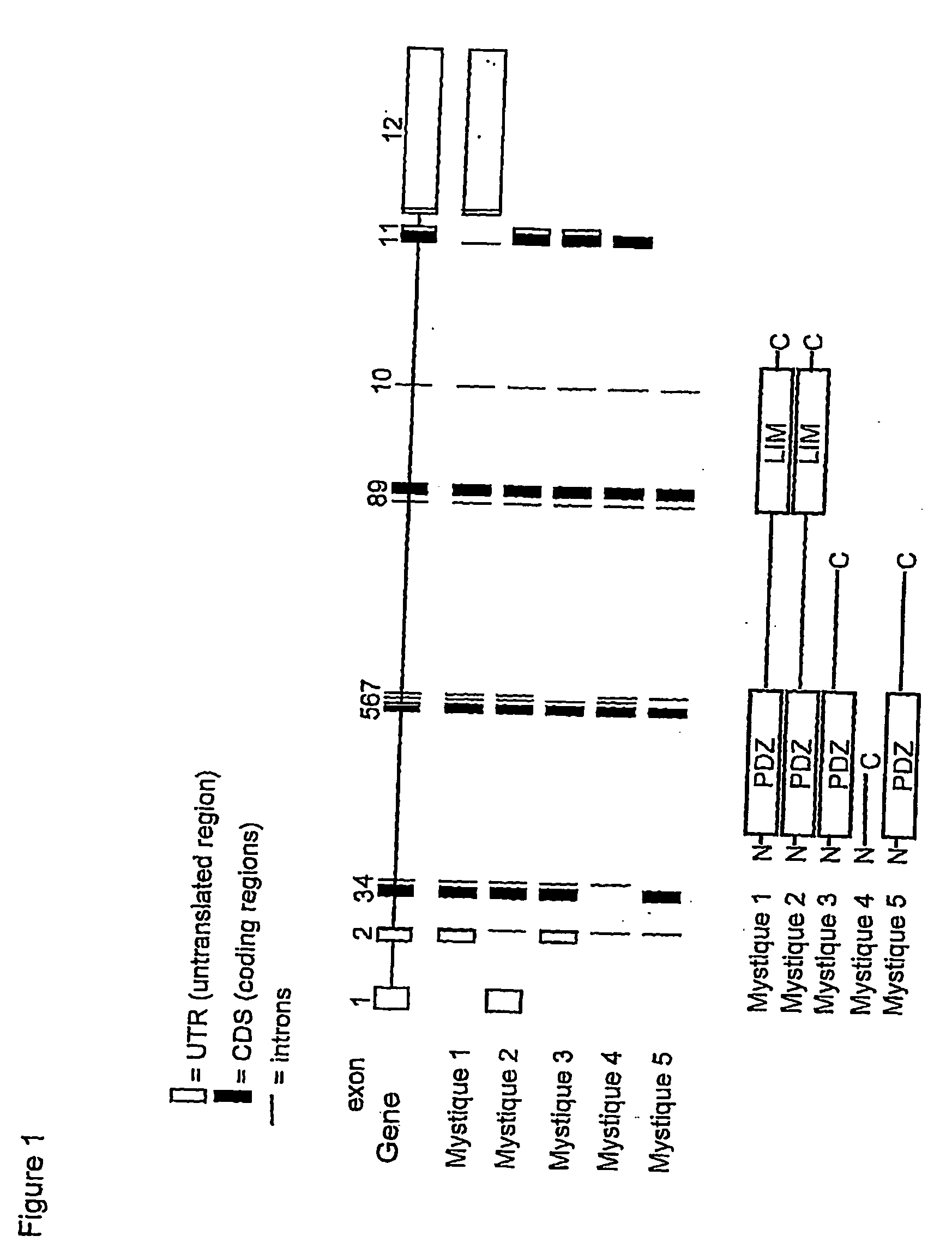 IGF-I responsive gene and use thereof