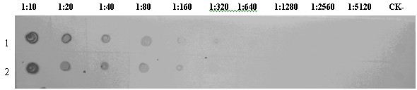 Hybridoma cell strain secreting monoclonal antibody against rice ragged stunt virus and use of monoclonal antibody