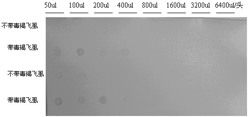 Hybridoma cell strain secreting monoclonal antibody against rice ragged stunt virus and use of monoclonal antibody