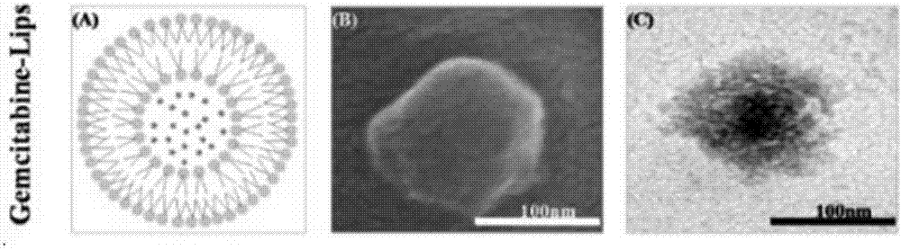 Liposome enhanced hydrogel and application thereof