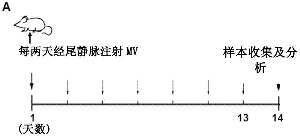 Application of miRNA-214 inhibitor for inhibition of regulatory T cells