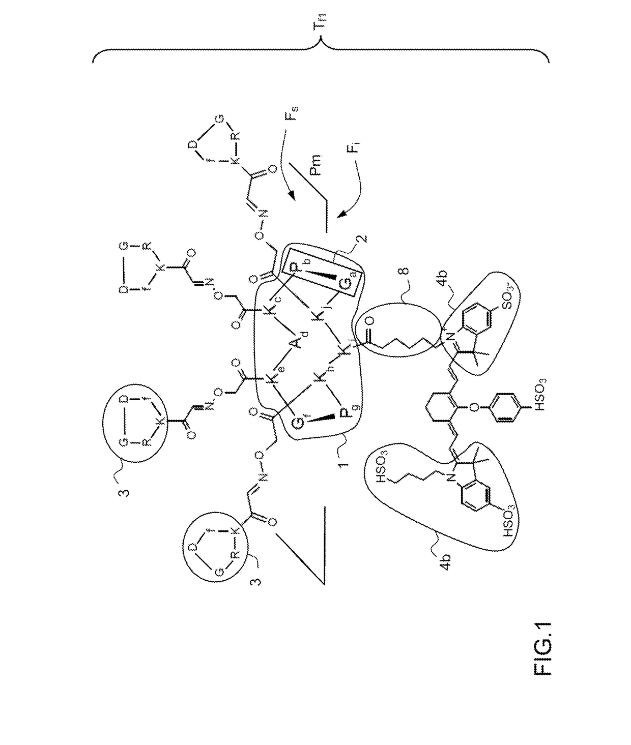 Optimised multivalent targeting fluorescent tracer