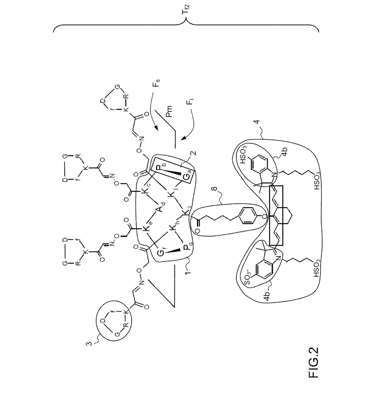 Optimised multivalent targeting fluorescent tracer