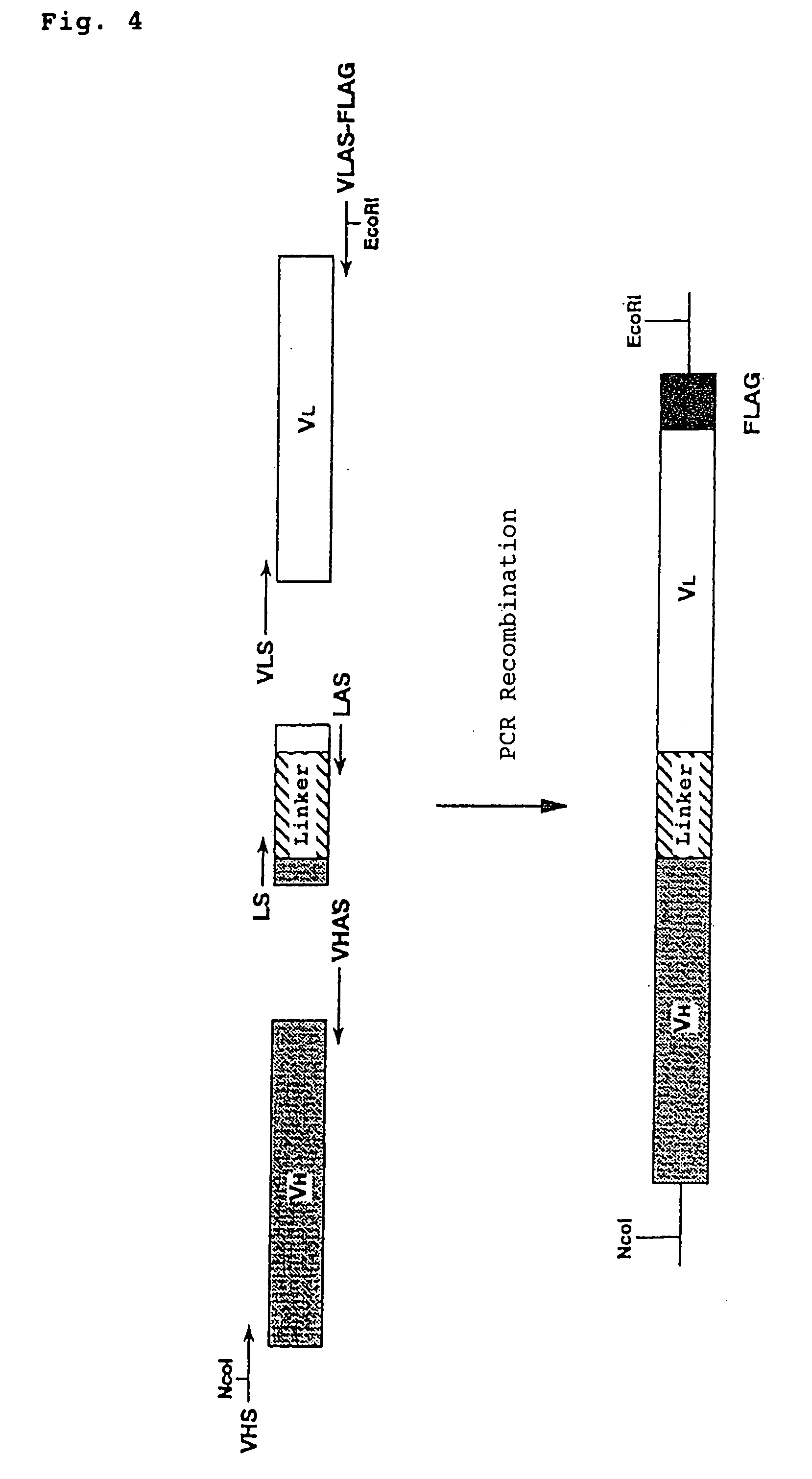 Agonist antibodies