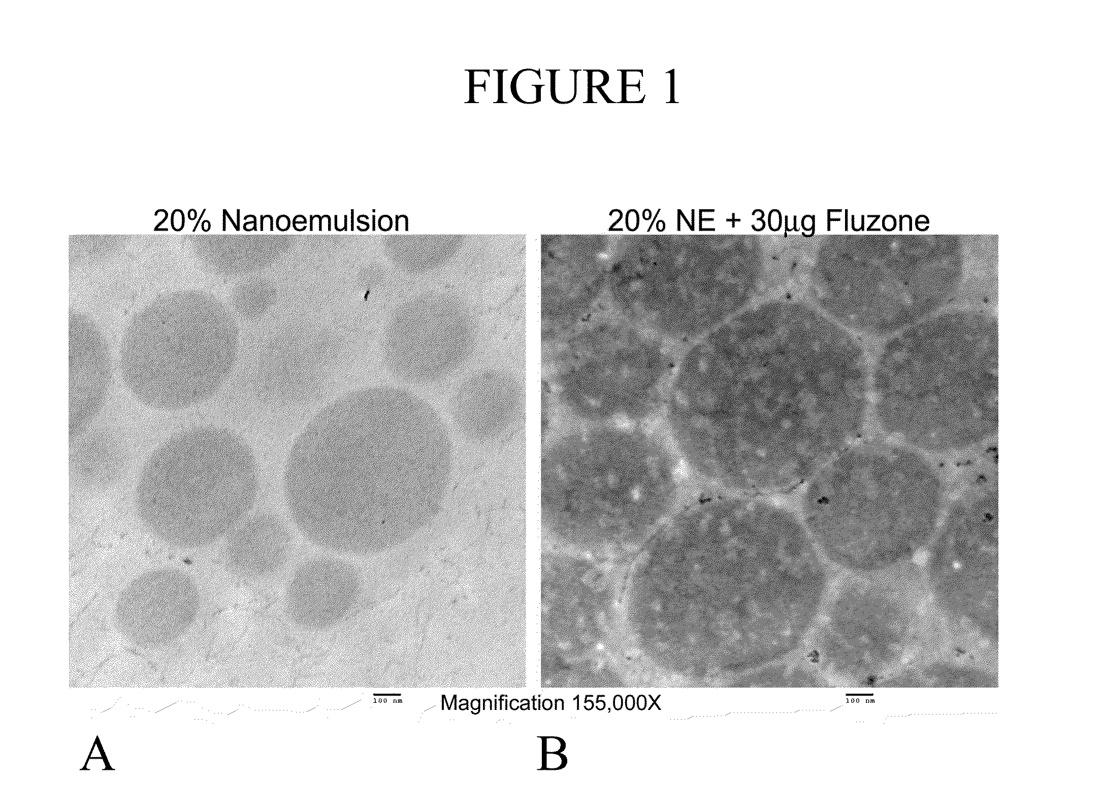 Nanoemulsion respiratory syncytial virus (RSV) subunit vaccine