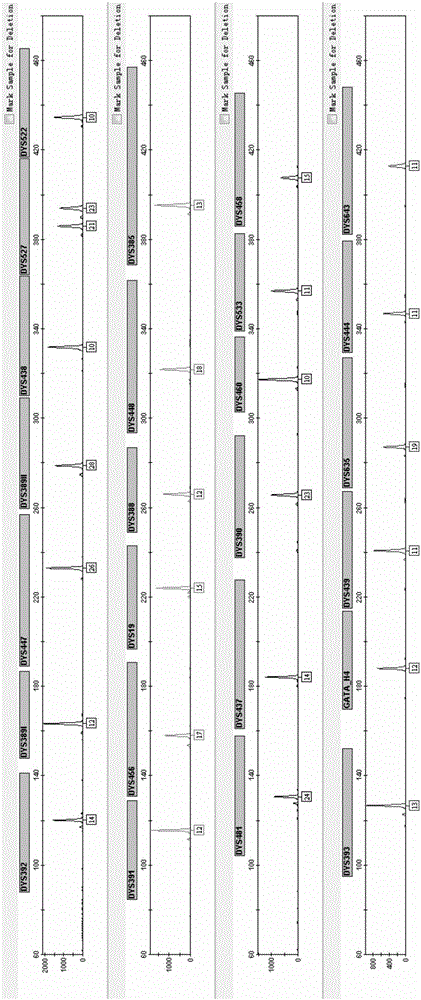 Fluorescent mark multi-amplification kit of 27 STR loci of human Y-chromosome and application of kit