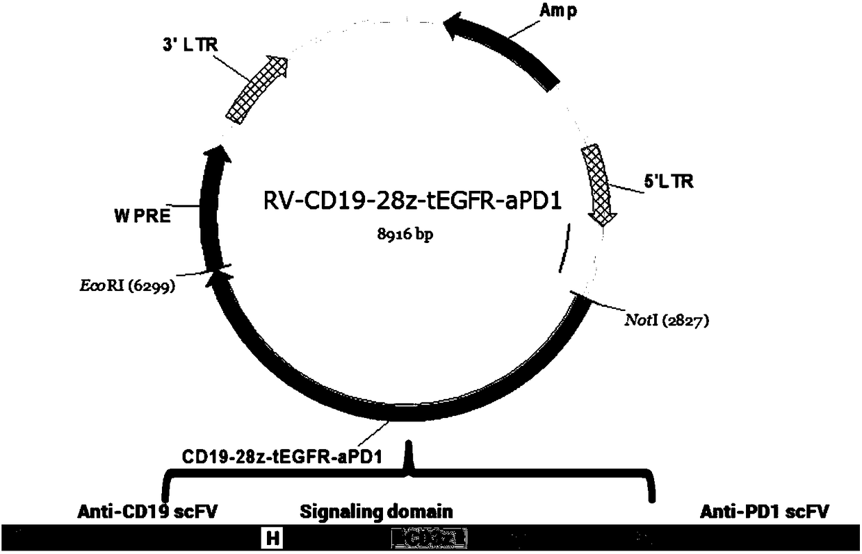 CD19 targeted chimeric antigen receptor, method of dual-modifying same, and application of the CD19 targeted chimeric antigen receptor