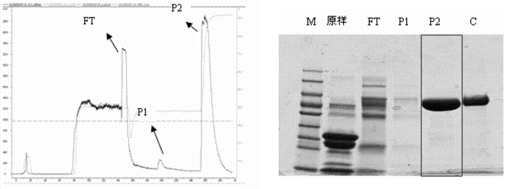 Purification method for lactoferrin and lactoperoxidase