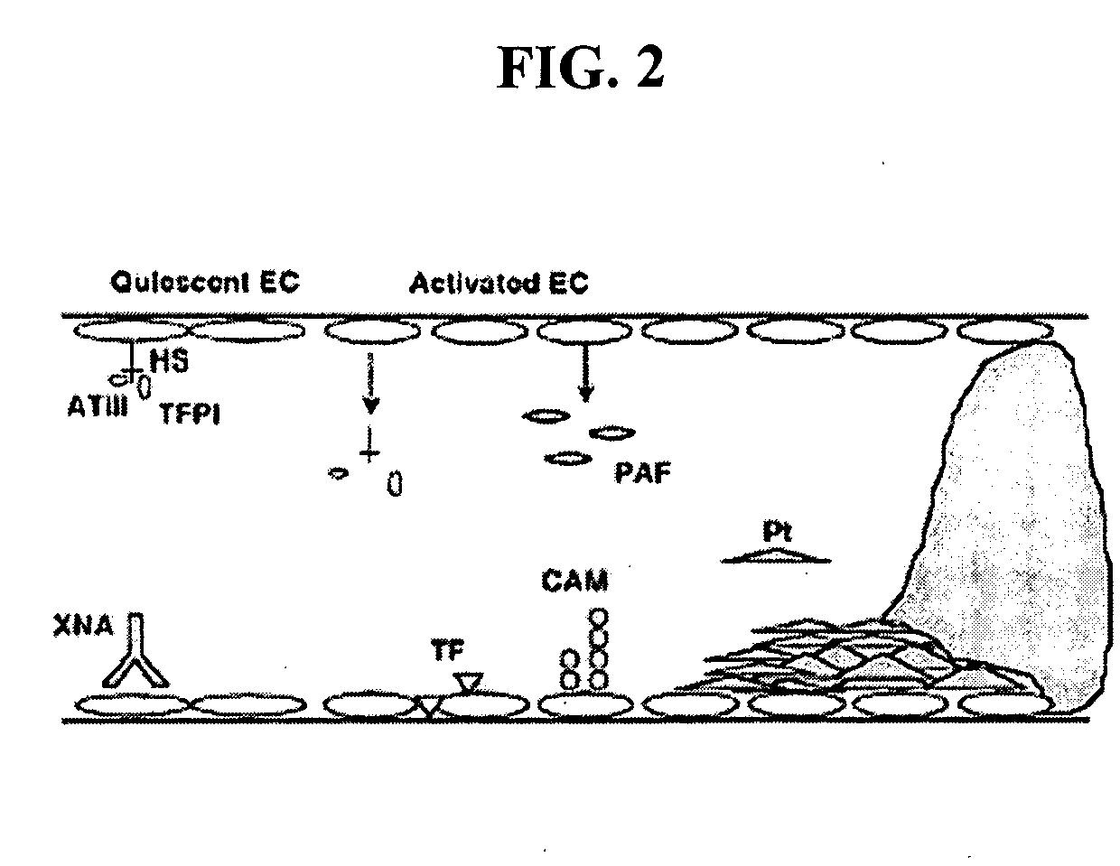 Methods of reducing the incidence of rejection in tissue transplantation through the use of recombinant human antithrombin