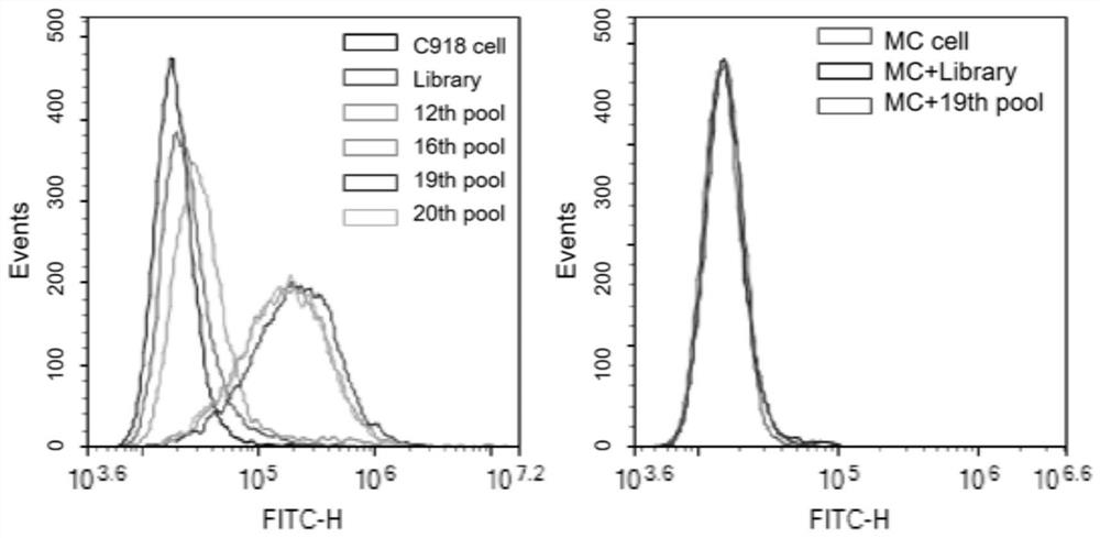 Nucleic acid aptamer QQ-4 targeting human highly invasive choroidal melanoma and application