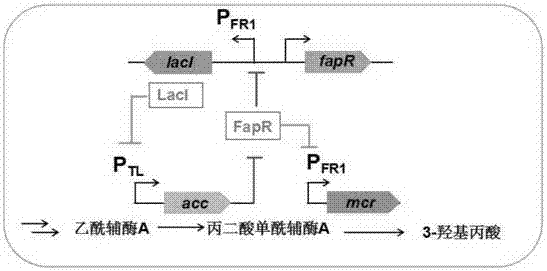 Construction method of engineering bacteria capable of dynamically regulating synthesis of 3HP (3-hydroxypropionic acid)