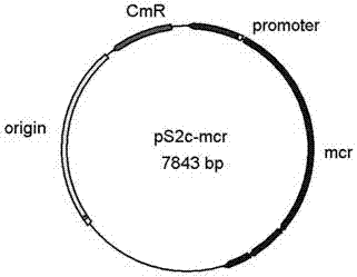 Construction method of engineering bacteria capable of dynamically regulating synthesis of 3HP (3-hydroxypropionic acid)