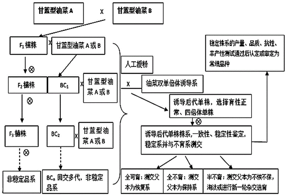 Method for selecting wild-cabbage-type rape varieties and materials by rape double haploid inducing line