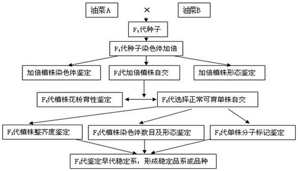 Method for selecting wild-cabbage-type rape varieties and materials by rape double haploid inducing line