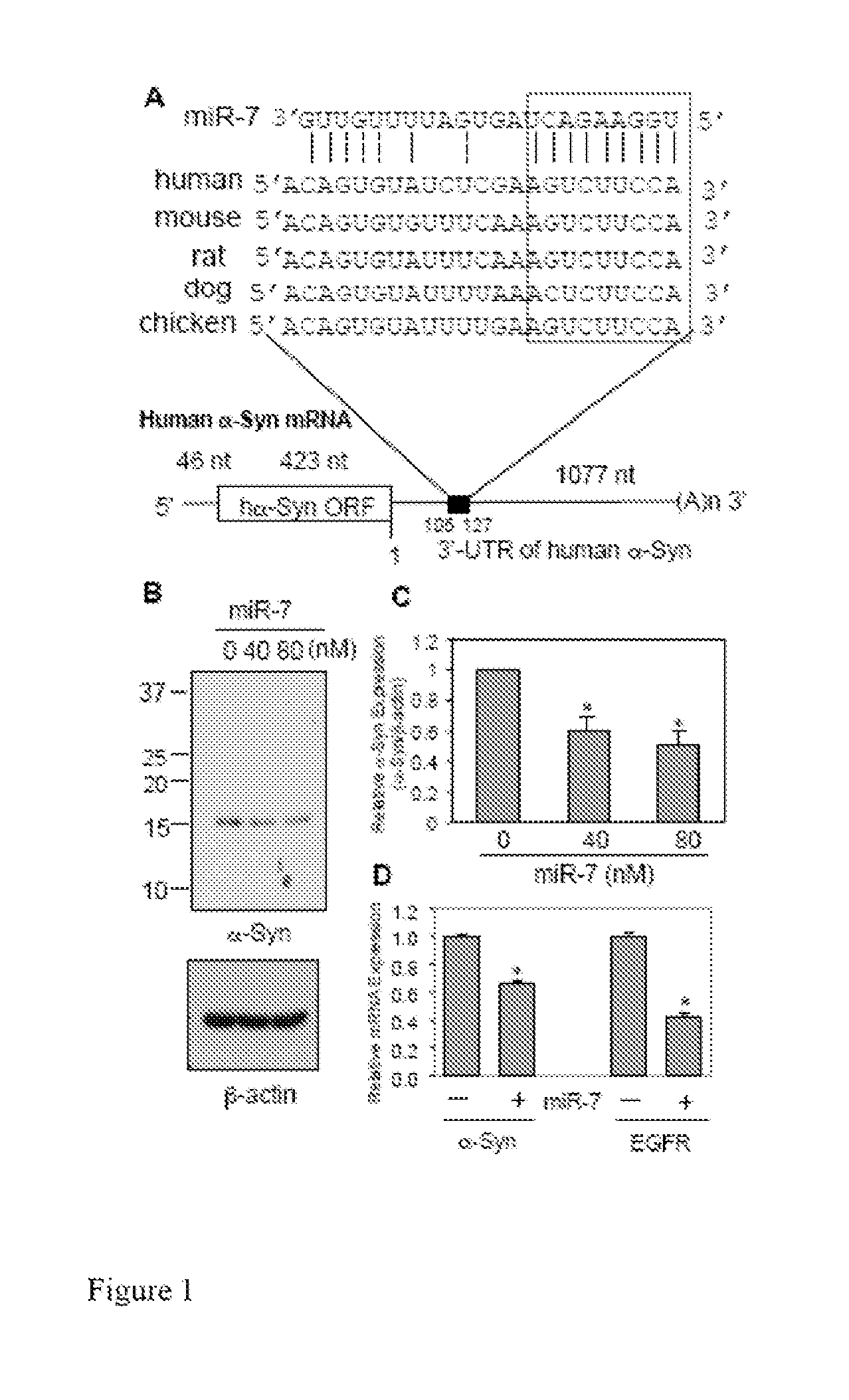 RNA Targeting in Alpha-Synucleinopathies