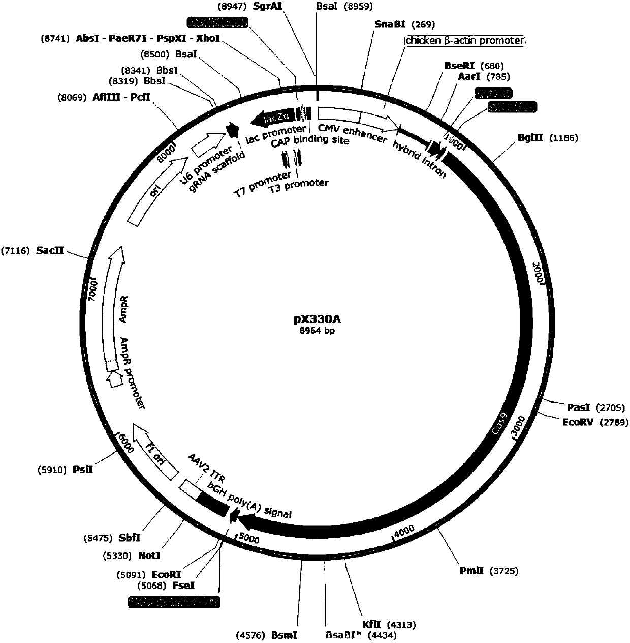 Method for preparing T cells with knockout of double genes TCR and HLA