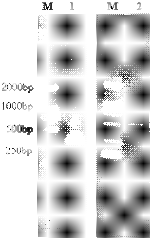 Method for preparing human serum albumin-human parathyroid hormone