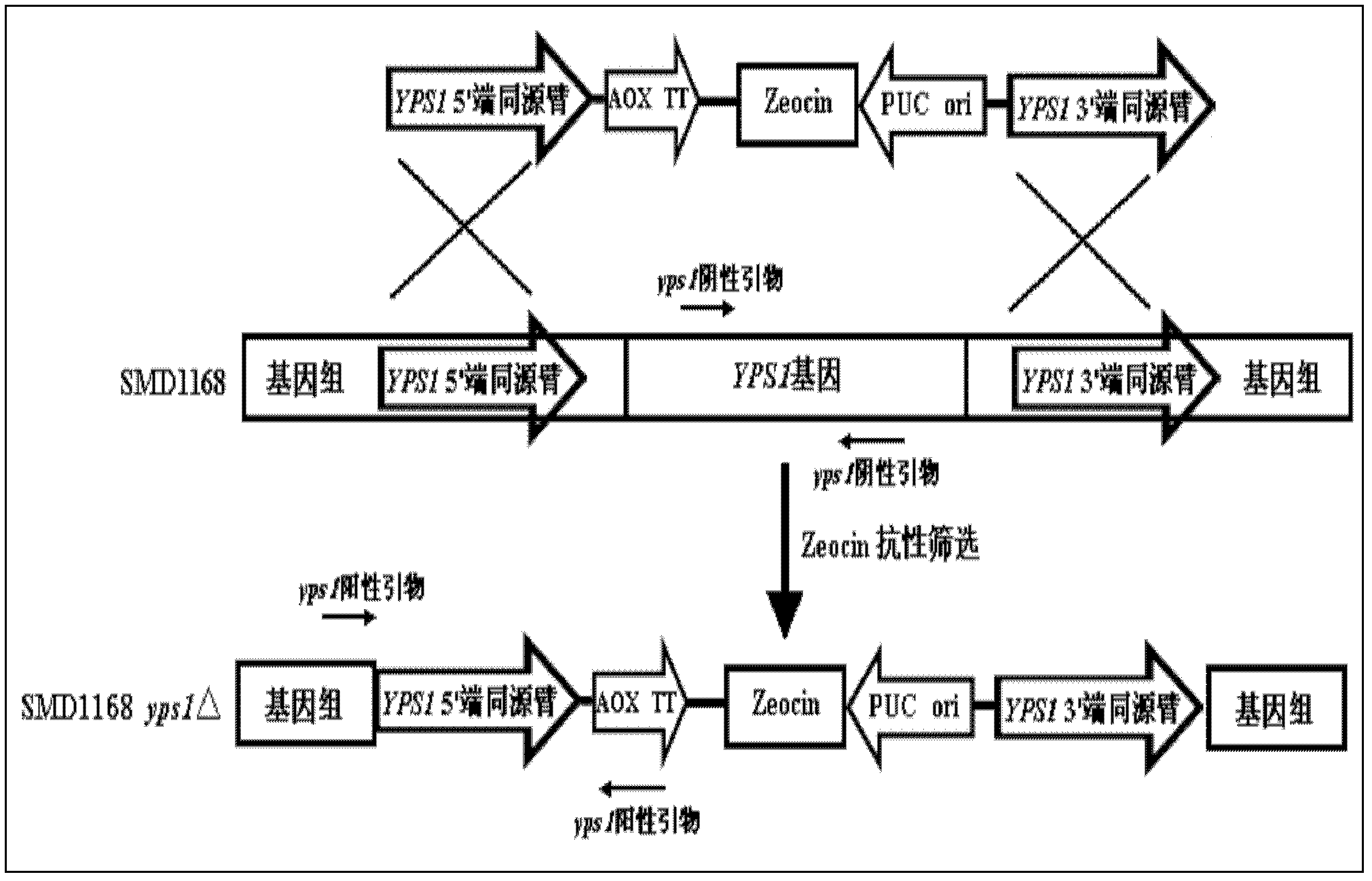 Method for preparing human serum albumin-human parathyroid hormone