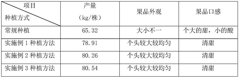 Kumquat planting method