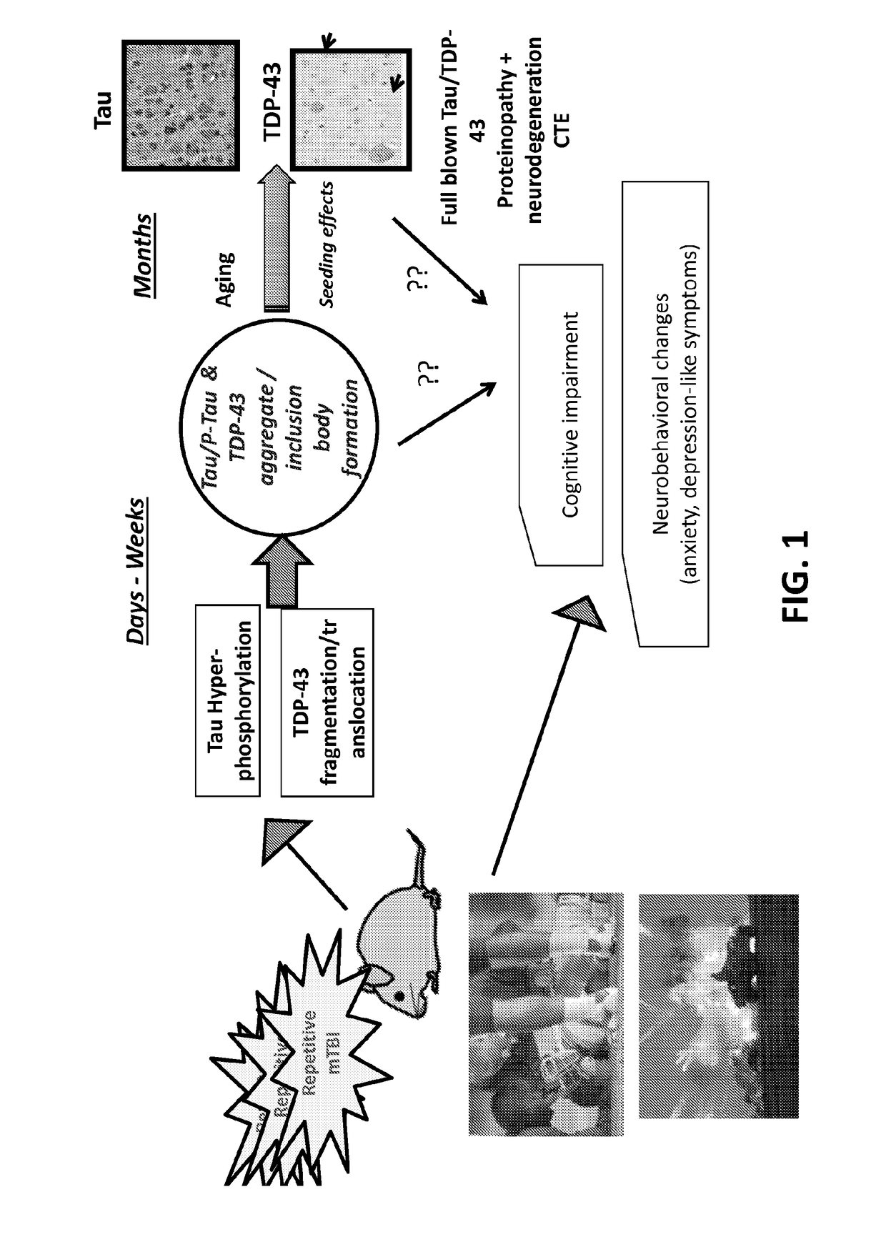 Protein biomarkers for acute, subacute and chronic traumatic injuries of the central nervous system