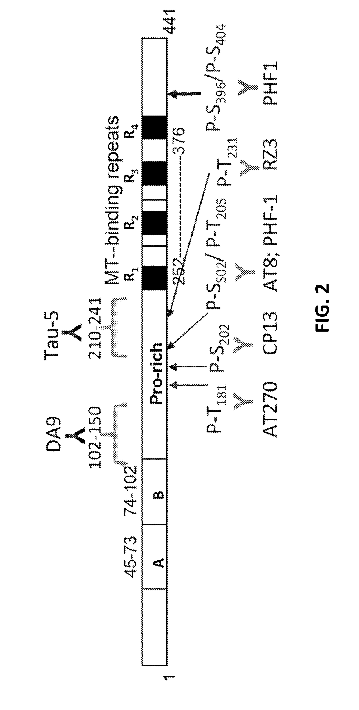 Protein biomarkers for acute, subacute and chronic traumatic injuries of the central nervous system