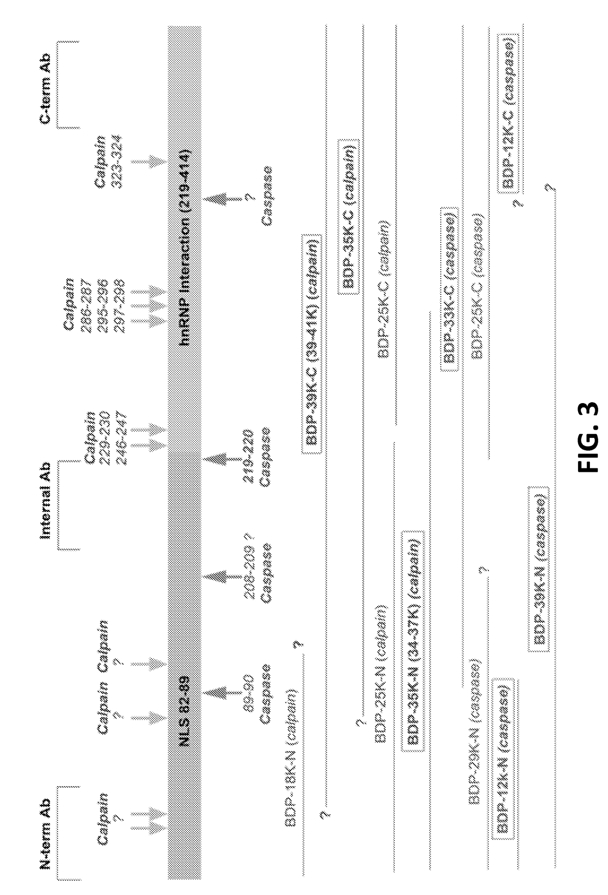 Protein biomarkers for acute, subacute and chronic traumatic injuries of the central nervous system