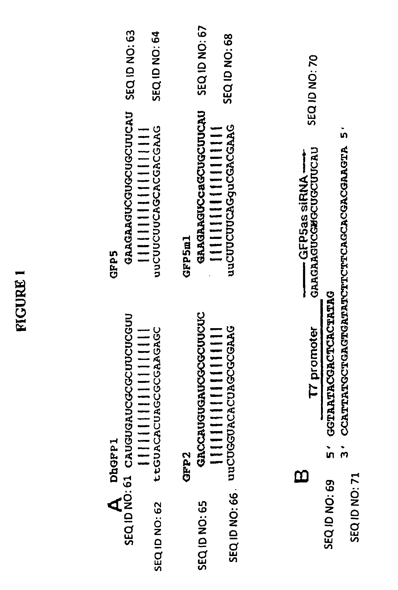 MicroRNA vectors