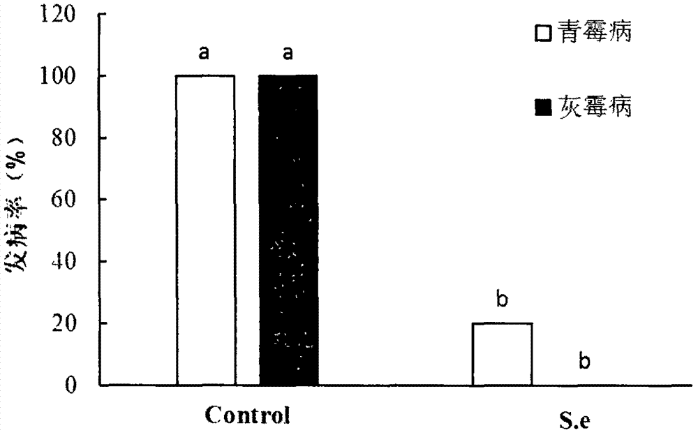 Saccharomyces ellipsoideus for preventing and treating postharvest diseases of fruits and vegetables and preparation and use methods thereof