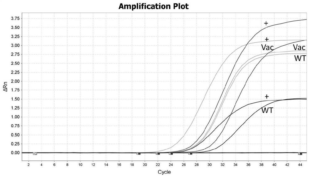 African swine fever virus wild strain and vaccine strain identification and detection kit