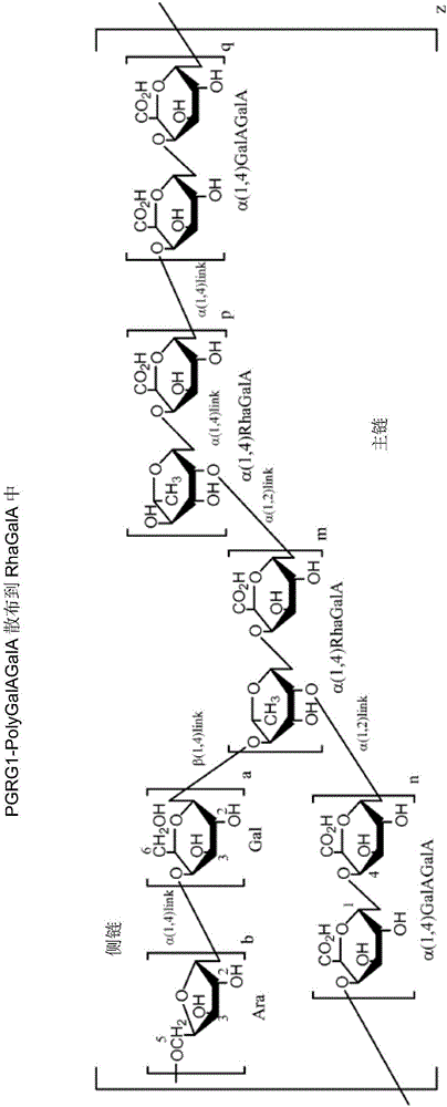 Polygalacturonan rhamnogalacturonan1 (PGRG1) composition