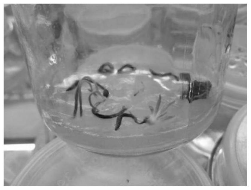 Culture medium combination for tissue culture and rapid propagation of Lilium medogense, tissue culture and rapid propagation method and application