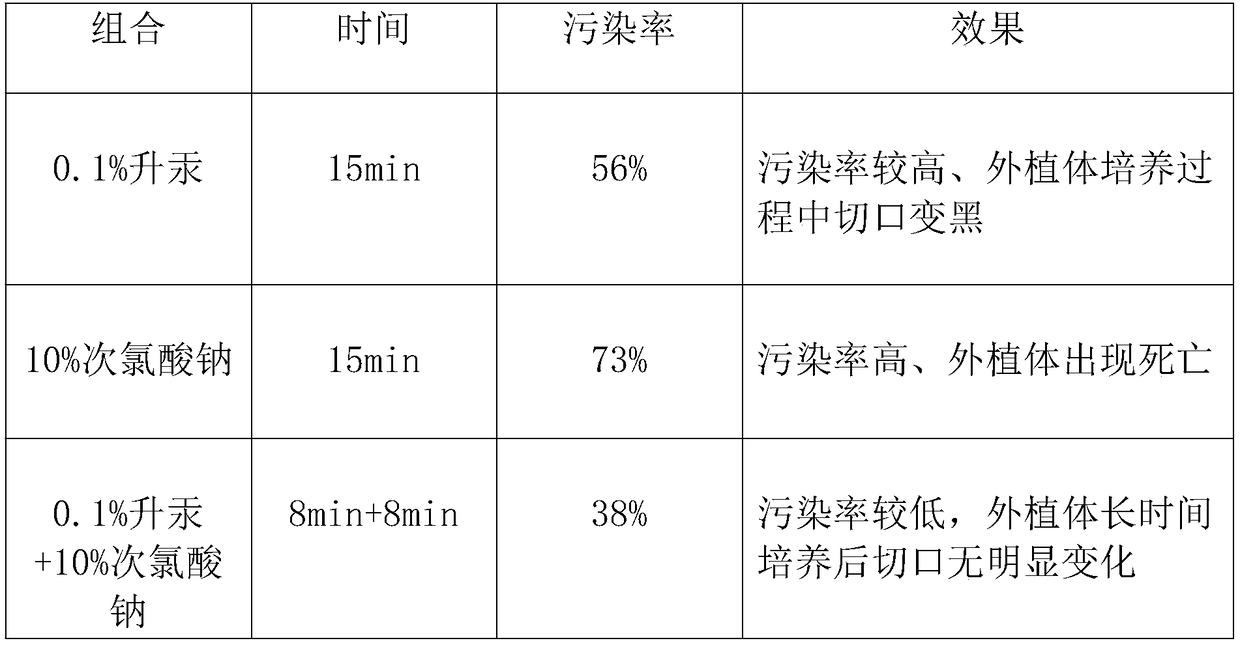 Fast reproduction method for tissue culture of mussaenda hybrida cv.Alicia