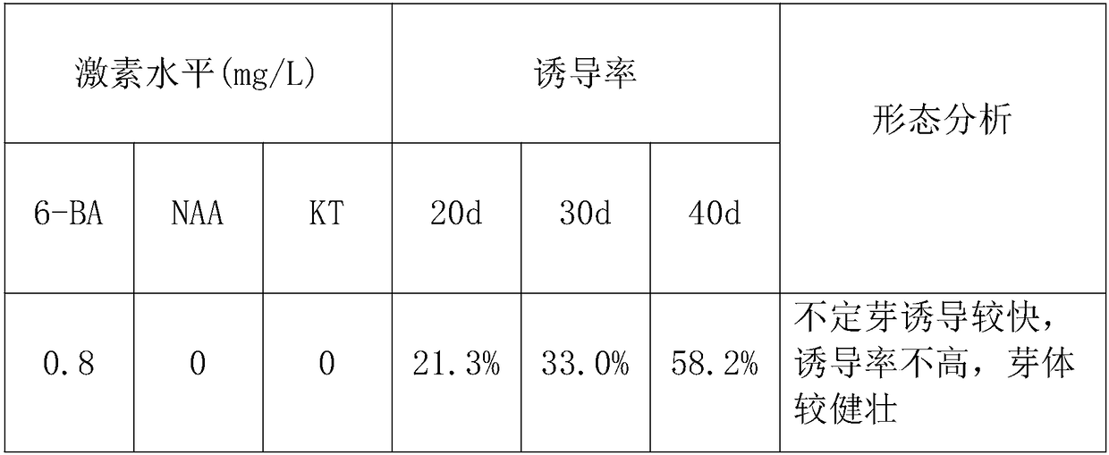 Fast reproduction method for tissue culture of mussaenda hybrida cv.Alicia