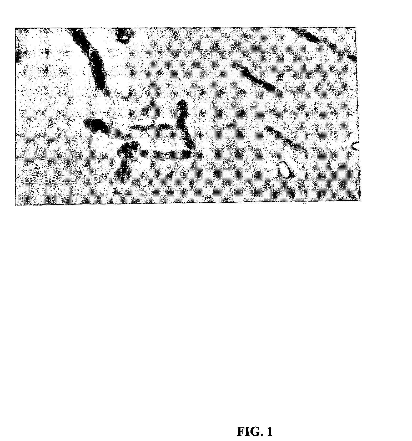 Lipase from Geobacillus sp. strain T1